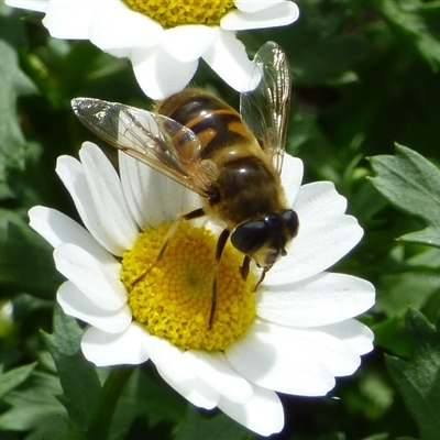 Eristalis tenax (Drone fly) at Mount Stuart, TAS - 27 Apr 2025 by VanessaC