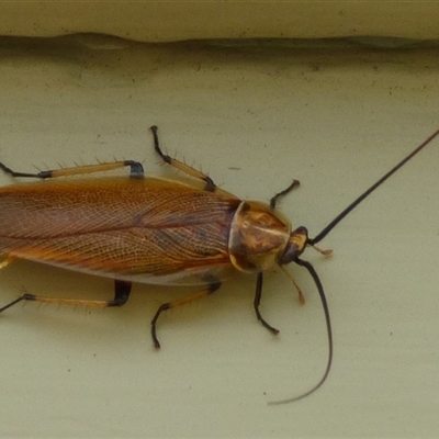 Ectoneura sp. (genus) by VanessaC