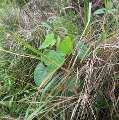 Homalanthus populifolius at Caparra, NSW - 26 Apr 2025 by maznee