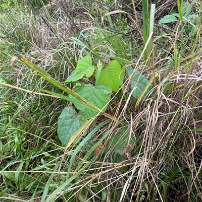 Homalanthus populifolius at Caparra, NSW - 26 Apr 2025 by maznee