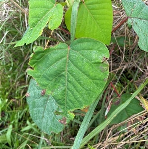 Homalanthus populifolius at Caparra, NSW - 26 Apr 2025 10:48 AM
