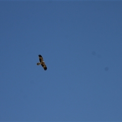 Haliastur sphenurus at Menindee, NSW - 22 Apr 2025 03:38 PM