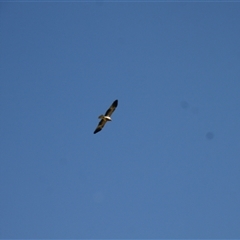Haliastur sphenurus at Menindee, NSW - 22 Apr 2025 03:38 PM
