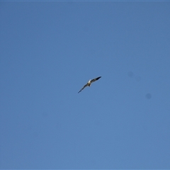 Haliastur sphenurus at Menindee, NSW - 22 Apr 2025 03:38 PM