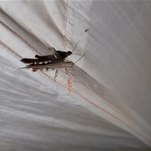 Caledia captiva at Menindee, NSW - 23 Apr 2025 07:02 PM