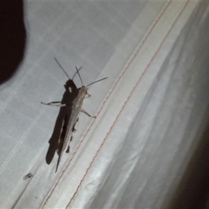 Caledia captiva at Menindee, NSW - 23 Apr 2025 07:02 PM