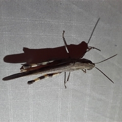Caledia captiva at Menindee, NSW - 23 Apr 2025 07:02 PM