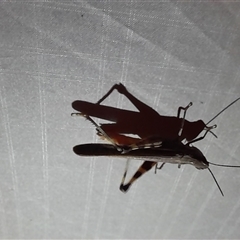 Caledia captiva at Menindee, NSW - 23 Apr 2025 07:02 PM