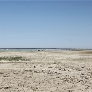 Pelecanus conspicillatus at Menindee, NSW - 23 Apr 2025 10:29 AM