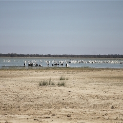 Pelecanus conspicillatus at Menindee, NSW - 23 Apr 2025 10:29 AM