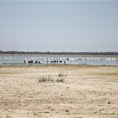 Pelecanus conspicillatus at Menindee, NSW - 23 Apr 2025 10:29 AM