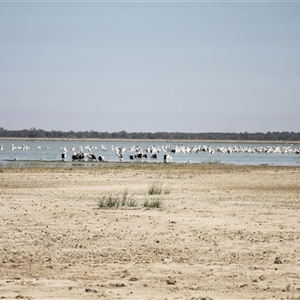 Pelecanus conspicillatus at Menindee, NSW - 23 Apr 2025 10:29 AM
