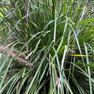 Lomandra longifolia (Spiny-headed Mat-rush, Honey Reed) at Mount George, NSW - 27 Apr 2025 by JenniferS