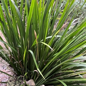 Lomandra longifolia at Mount George, NSW - suppressed