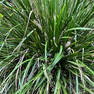 Lomandra longifolia at Mount George, NSW - suppressed