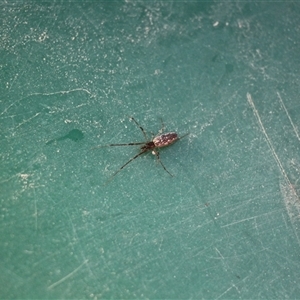 Tetragnathidae (family) at Menindee, NSW - 23 Apr 2025 10:49 AM