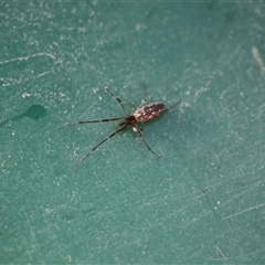 Tetragnathidae (family) at Menindee, NSW - 23 Apr 2025 10:49 AM