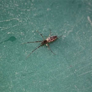 Tetragnathidae (family) at Menindee, NSW - 23 Apr 2025 10:49 AM