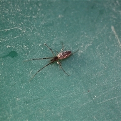Tetragnathidae (family) at Menindee, NSW - 23 Apr 2025 10:49 AM