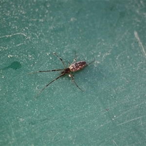 Tetragnathidae (family) at Menindee, NSW - 23 Apr 2025 10:49 AM