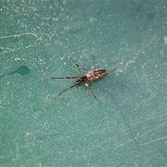 Tetragnathidae (family) at Menindee, NSW - 23 Apr 2025 10:49 AM