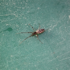 Tetragnathidae (family) at Menindee, NSW - 23 Apr 2025 10:49 AM