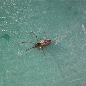 Tetragnathidae (family) at Menindee, NSW - 23 Apr 2025 10:49 AM