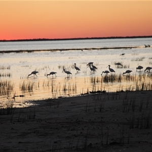 Platalea regia at Menindee, NSW - 23 Apr 2025 06:06 PM