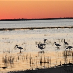 Platalea regia at Menindee, NSW - 23 Apr 2025 06:06 PM