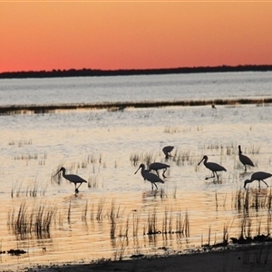 Platalea regia at Menindee, NSW - 23 Apr 2025 06:06 PM