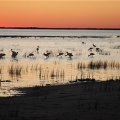 Platalea regia at Menindee, NSW - 23 Apr 2025 06:06 PM