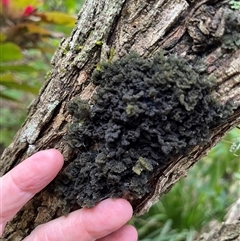 Unverified Lichen, Moss or other Bryophyte by JenniferS