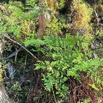 Cheilanthes austrotenuifolia (Rock Fern) at Bournda, NSW - 25 Apr 2025 by Clarel