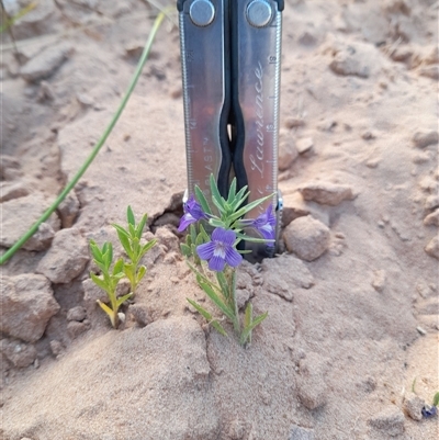 Unverified Pea at Menindee, NSW - 24 Apr 2025 by VanceLawrence