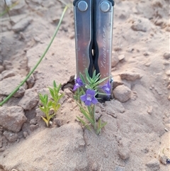 Stemodia florulenta at Menindee, NSW - 24 Apr 2025 03:22 PM