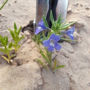 Stemodia florulenta at Menindee, NSW - 24 Apr 2025 03:22 PM