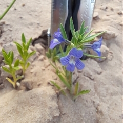 Stemodia florulenta at Menindee, NSW - 24 Apr 2025 03:22 PM