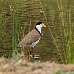 Vanellus miles at Tumut, NSW - 26 Apr 2025 03:27 PM