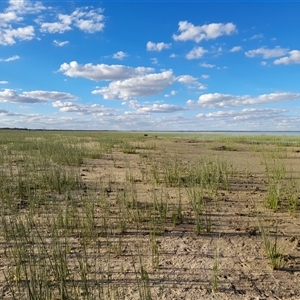 Sus scrofa at Menindee, NSW - 24 Apr 2025 04:26 PM