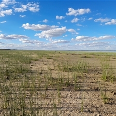 Sus scrofa at Menindee, NSW - 24 Apr 2025 04:26 PM
