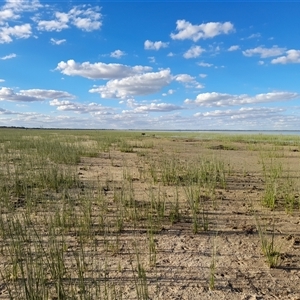 Sus scrofa at Menindee, NSW - 24 Apr 2025 04:26 PM