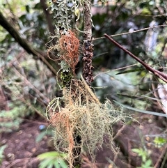 Unverified Lichen, Moss or other Bryophyte at Mount George, NSW - 27 Apr 2025 by JenniferS