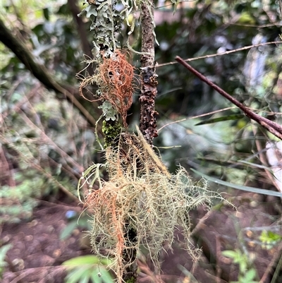 Unverified Lichen, Moss or other Bryophyte at Mount George, NSW - 27 Apr 2025 by JenniferS