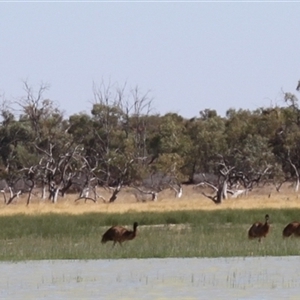 Dromaius novaehollandiae at Menindee, NSW - 24 Apr 2025 12:02 PM