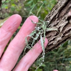 Unverified Lichen, Moss or other Bryophyte by JenniferS