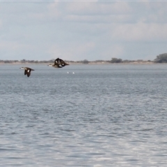 Anas gracilis at Menindee, NSW - 24 Apr 2025 04:02 PM