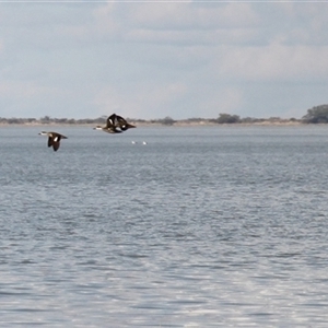 Anas gracilis at Menindee, NSW - 24 Apr 2025 04:02 PM