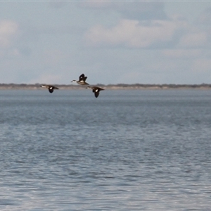 Anas gracilis at Menindee, NSW - 24 Apr 2025 04:02 PM