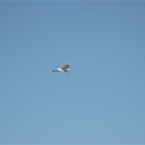Ardea alba at Menindee, NSW - 24 Apr 2025 04:03 PM