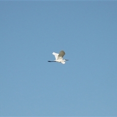 Ardea alba at Menindee, NSW - 24 Apr 2025 04:03 PM